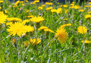 Fototapeta premium Dandelions in the grass in a sunny day.