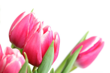 Naklejka premium Tulpenblüten