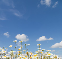 chamomile and blue sky with clouds