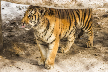 Siberian Tiger in Harbin China