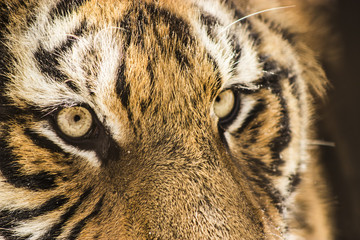 Closeup of a Siberian tiger face in Harbin China