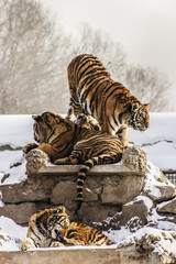 Siberian Tigers in Harbin China