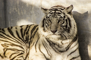 Fototapeta na wymiar Biały Tygrys syberyjski w Harbin Chiny
