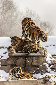 Siberian Tigers In Harbin China