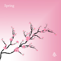 Spring Cherry Blossoms