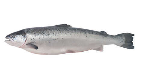 salmon