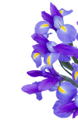 bouquet of blue  irises