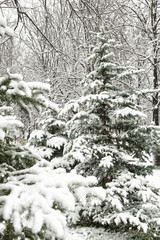 snowfall christmas tree in forest