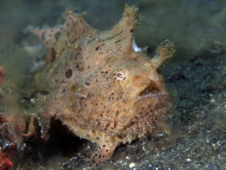 Fototapeta na wymiar Hairy frogfish