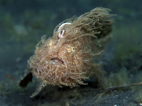 Hairy Frogfish