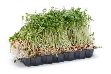 Gartenkresse