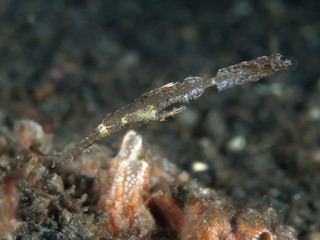 Robust ghost pipefish