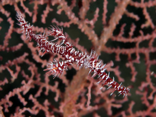 Harlequin ghost pipefish