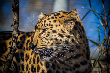 Panthère  au Parc de la Tête d'Or à Lyon en France