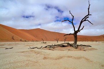 Dead tree under a rare cloudy sky in Deadvlei, Namibia