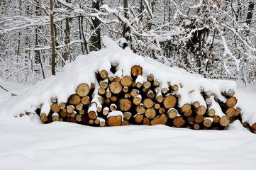 Ścięte drzewo przysypane śniegiem - obrazy, fototapety, plakaty