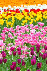 Fototapeta premium tulip flower