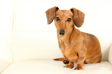 dachshund dog on sofa