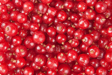 redcurrant