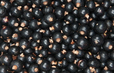 blackcurrant