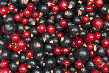 redcurrant and  blackcurrant