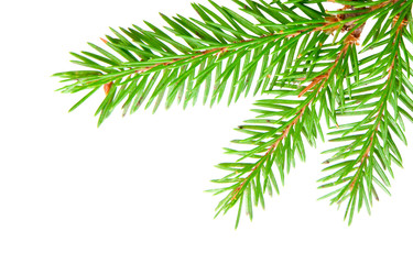 Obraz premium jodła