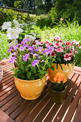Spring flowers in pots on a garden table.
