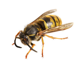 Wasp. (Paravespula germanica)
