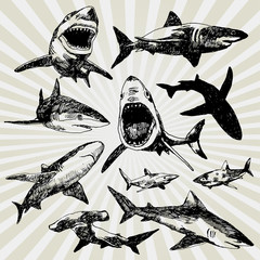 Obraz premium Set of Sharks Hand Drawn