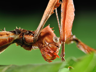 Extatosoma tiaratum