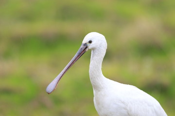 ヘラサギ