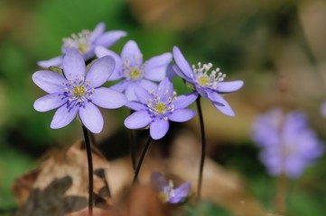 Hepatica trinità