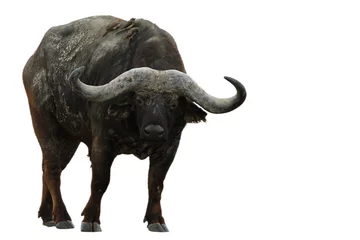 Foto op Plexiglas buffel © svandeweert