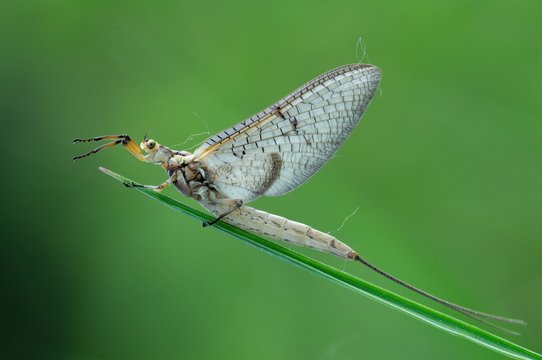 Ephemera danica