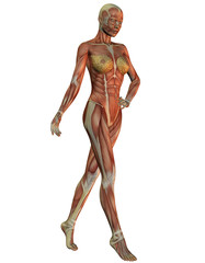 Anatomie und Muskulatur der Frau beim laufen