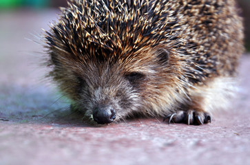 hedgehog close up