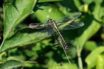 Gomphus vulgatissimus