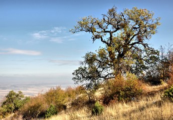 Fototapeta na wymiar large tree on a hillside in the sky