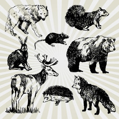 Set of Wild Animals Hand Drawn - 48660831