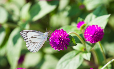 white butterfly on Globe - amaranth flower