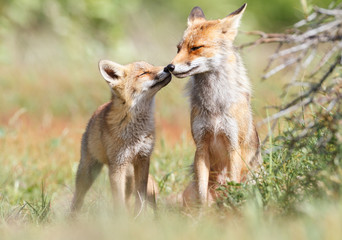 red fox with cub
