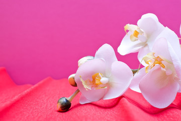 rosa hintergrund mit orchidee und textfreiraum