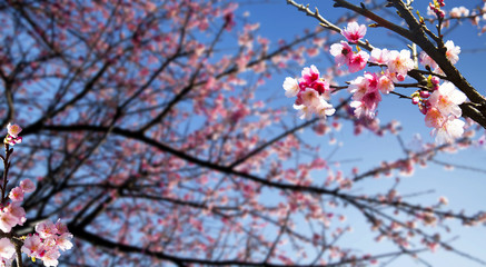 Cherry blossom for background use