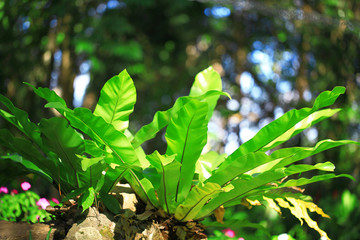 fern © ittipol