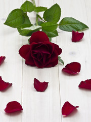 Auf einem Holztablett liegende rote Rose mit Rosenblättern