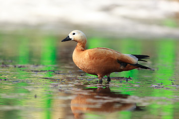Tadorna ferruginea, Ruddy Shelduck.