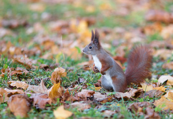 Red squirrel