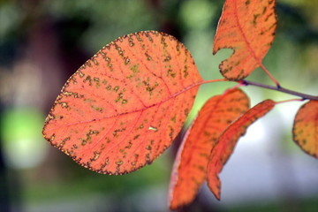 Hioja otoñal.