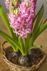 Hyacinth flower bulbs in wicker basket