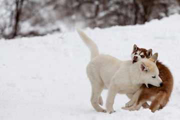 Little huskies biting each other in the snow
